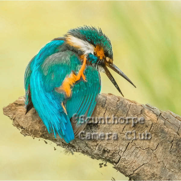 Male Kingfisher